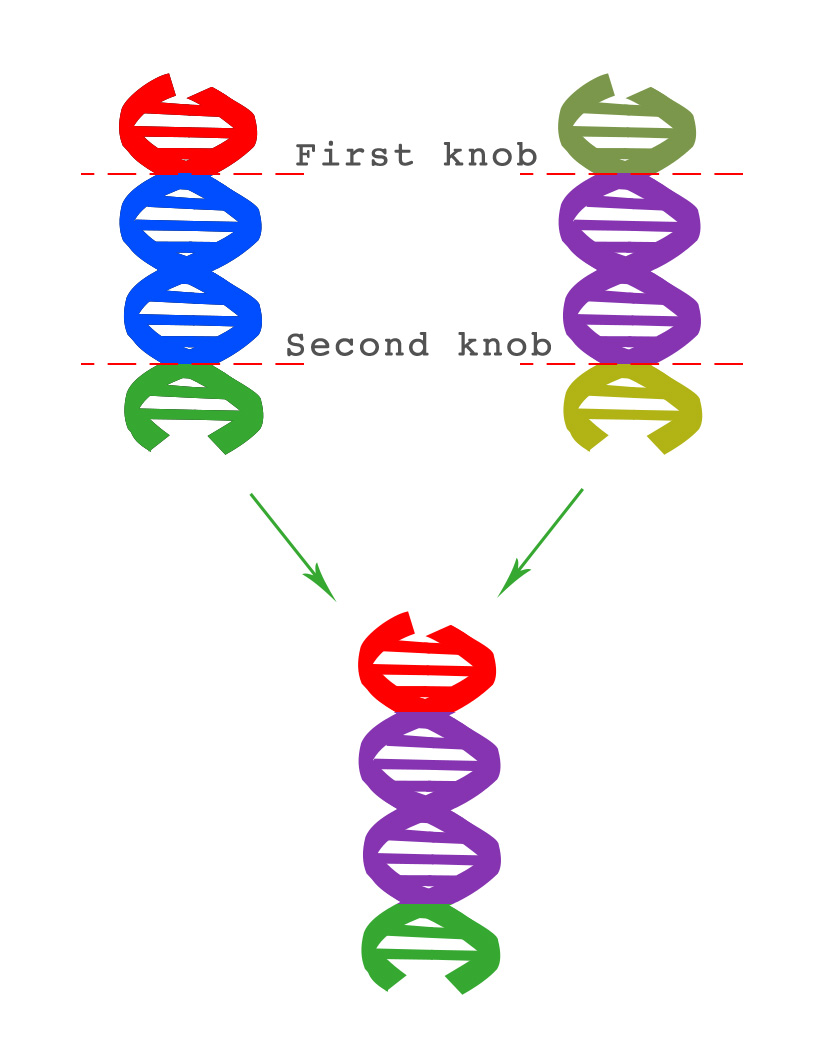 DNA knobs